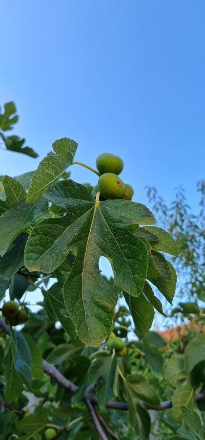 Blueberry * Zadar