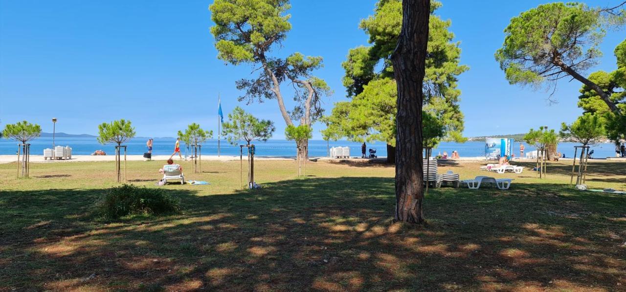 Blueberry * Zadar
